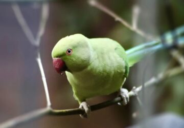 papagajok bosszuja miert a legrosszabb pillanatokban ismetelgetnek