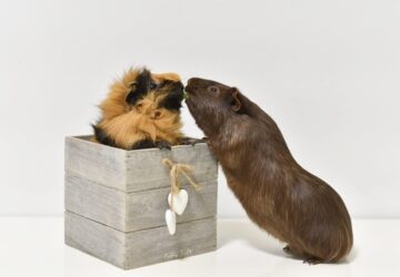 tengerimalac hierarchia