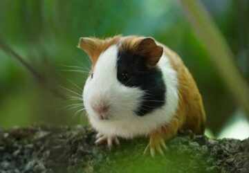 Miért eszik a tengerimalacok az ürüléküket?