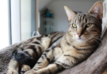 a macskak 10 titkos terve a vilaguralomra