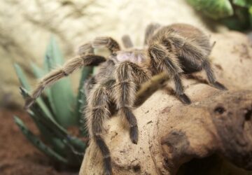 a pokok es az ismerosok