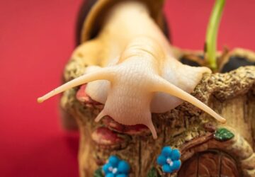 csiga az alulertekelt sztar