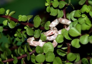 hogyan valassz egy allatot ami nem szokik meg