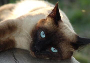 macskafajtak es szemelyisegjegyek