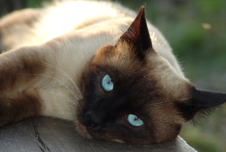 macskafajtak es szemelyisegjegyek