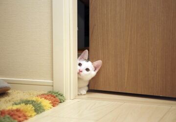 macskak es a zart ajtok