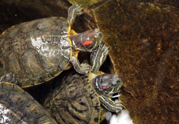 miert nem alszik a teknos