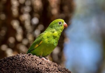 mit ne tanits meg a madaradnak