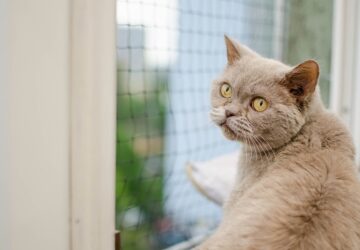 tarsashazi allattartas