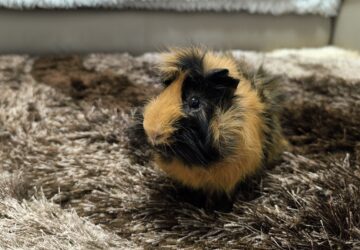 tengerimalac a lakasban 1