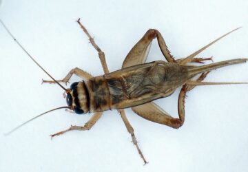 terrarium es ejszakai zenekar