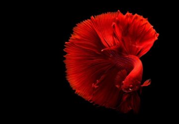 a sziami harcoshal harcmodora