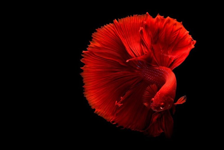 a sziami harcoshal harcmodora