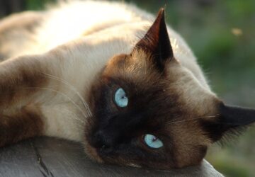 a sziami macskak nyelvleckei