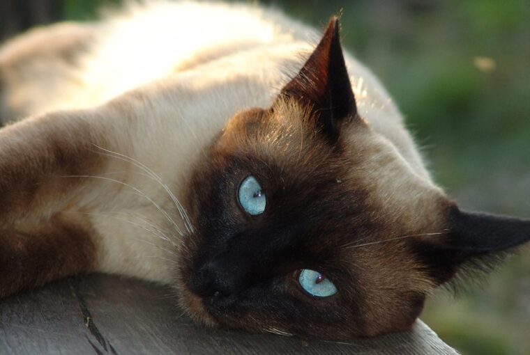a sziami macskak nyelvleckei