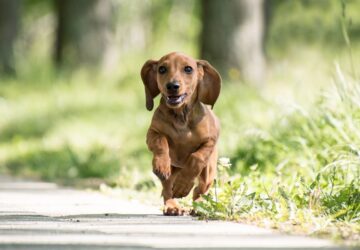 a tacskok nagy egoja