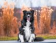border collie k a kis zsenik 2026