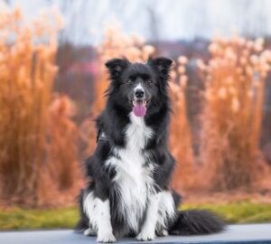 border collie k a kis zsenik 2026