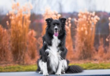border collie k a kis zsenik 2026