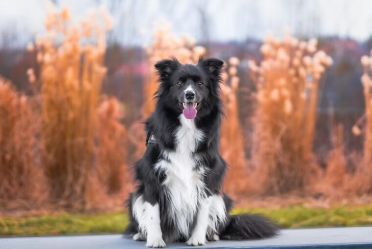 border collie k a kis zsenik 2026