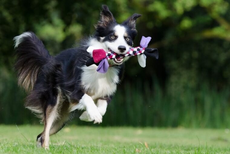 border collie k a kis zsenik