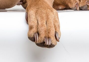 bucsu demenytol az orszag vizslajatol