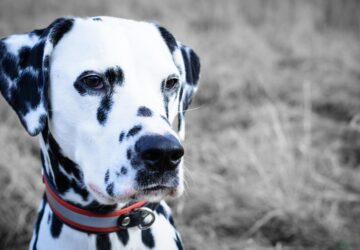 dalmata hogyan elj egyutt