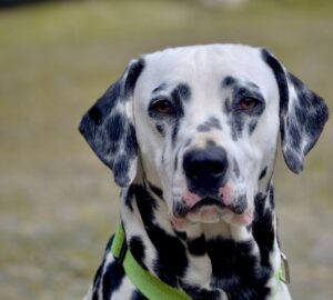 dalmata pottyos dilemmaja 2026