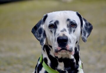 dalmata pottyos dilemmaja 2026