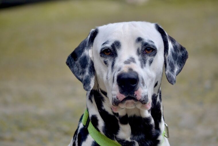 dalmata pottyos dilemmaja 2026