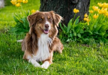 hogyan nevelj kutyabarat gyepet