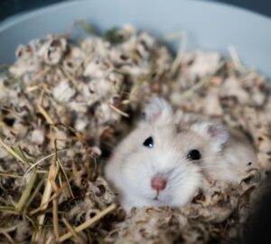 horcsog mindent elrejt 2026