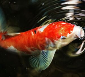 koi pontyod es a kert 2026