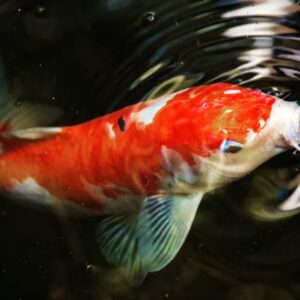 koi pontyod es a kert 2026