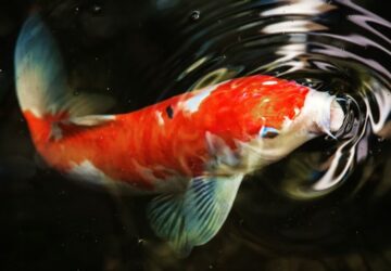 koi pontyod es a kert 2026