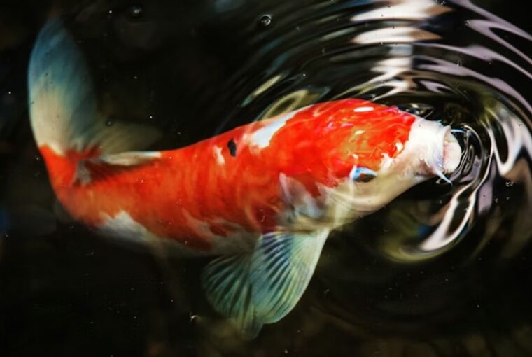 koi pontyod es a kert 2026