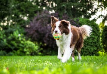 kutyabarat gyepet 2026