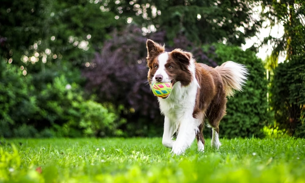 kutyabarat gyepet 2026