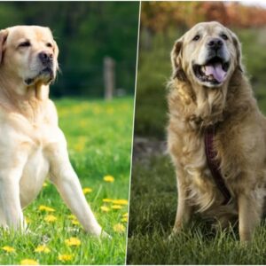 labrador vagy golden retriever