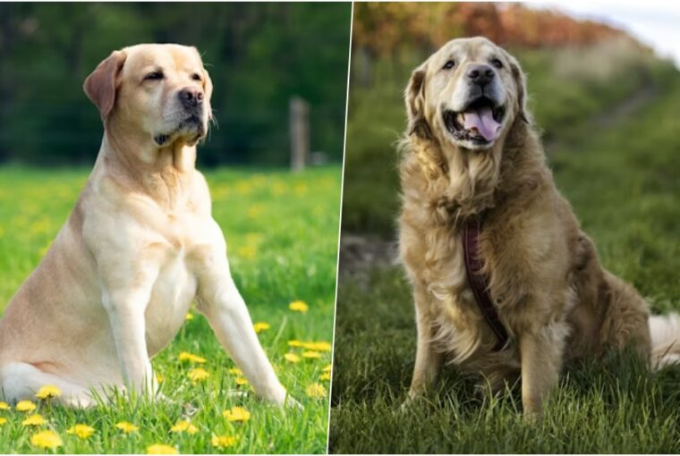 labrador vagy golden retriever