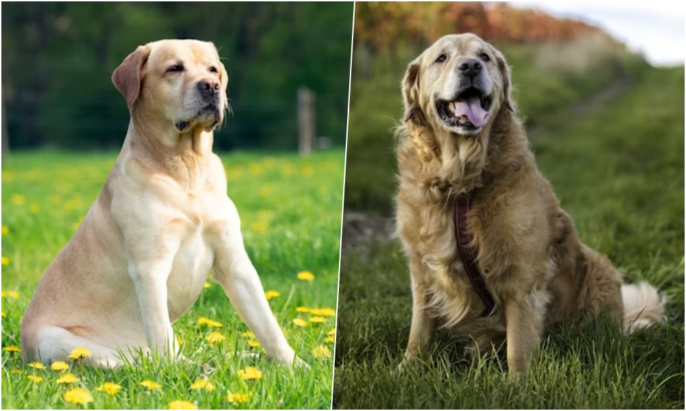 labrador vagy golden retriever