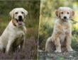 labrador vagy golden retriever