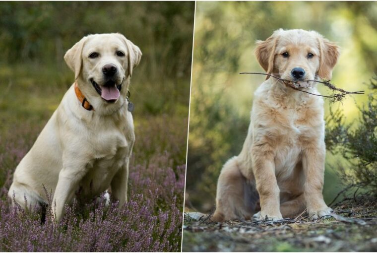 labrador vagy golden retriever