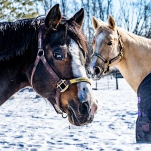 lotartas hideg idoben 2026