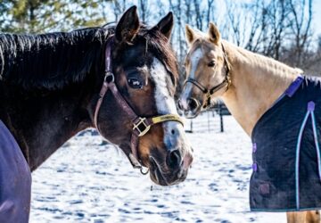 lotartas hideg idoben 2026