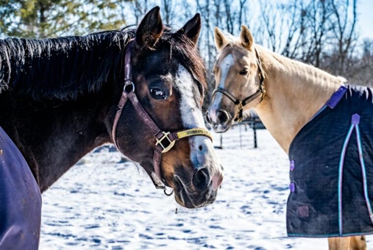 lotartas hideg idoben 2026