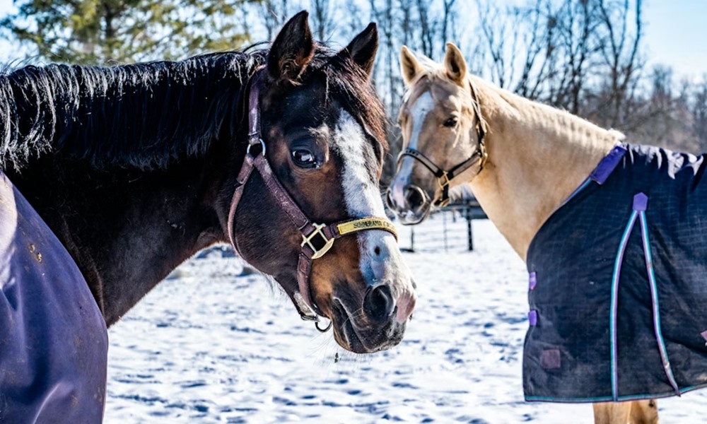 lotartas hideg idoben 2026