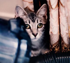 macska porszivo 2026