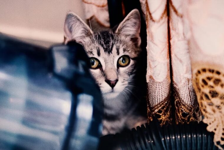 macska porszivo 2026