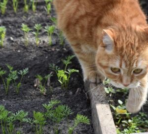 macskak a vetemenyesben